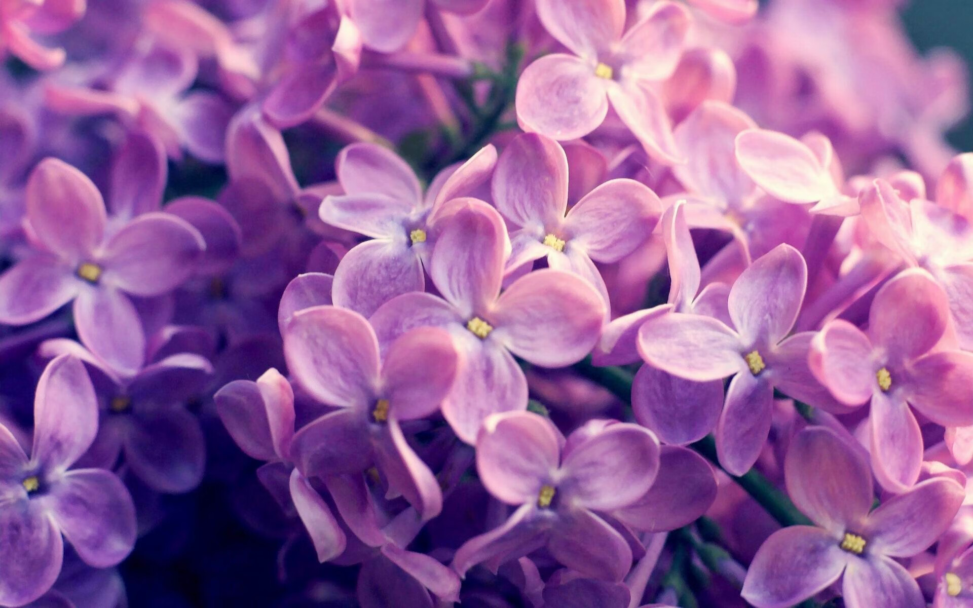 火焰与顽石，萨拉赫的巨星闪耀与洪都拉斯的铁血逆袭