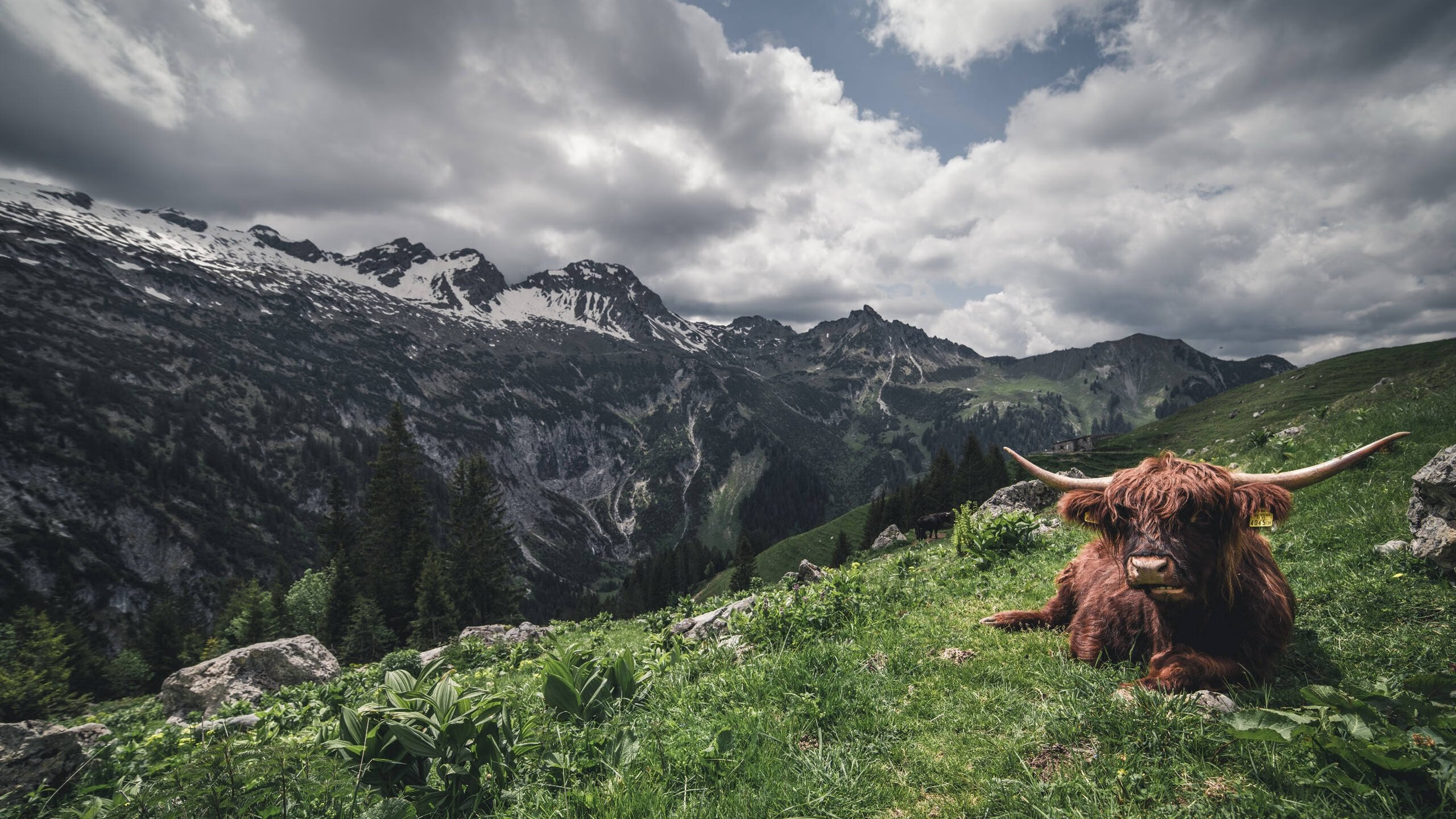 秩序与颠覆，当雷恩震颤法甲，莱奥点亮圣西罗