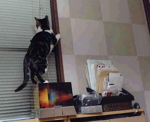 东北虎吞噬北境狼群，一场虚构总决赛背后的篮球哲学启示