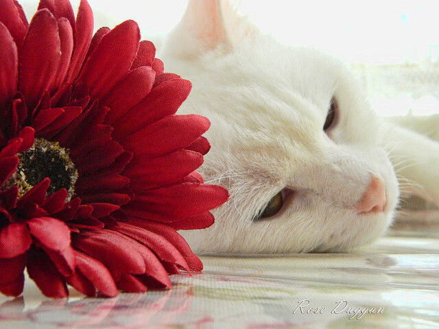 铁血蓝桥，里昂玫瑰与切尔西钢盾的欧冠血战