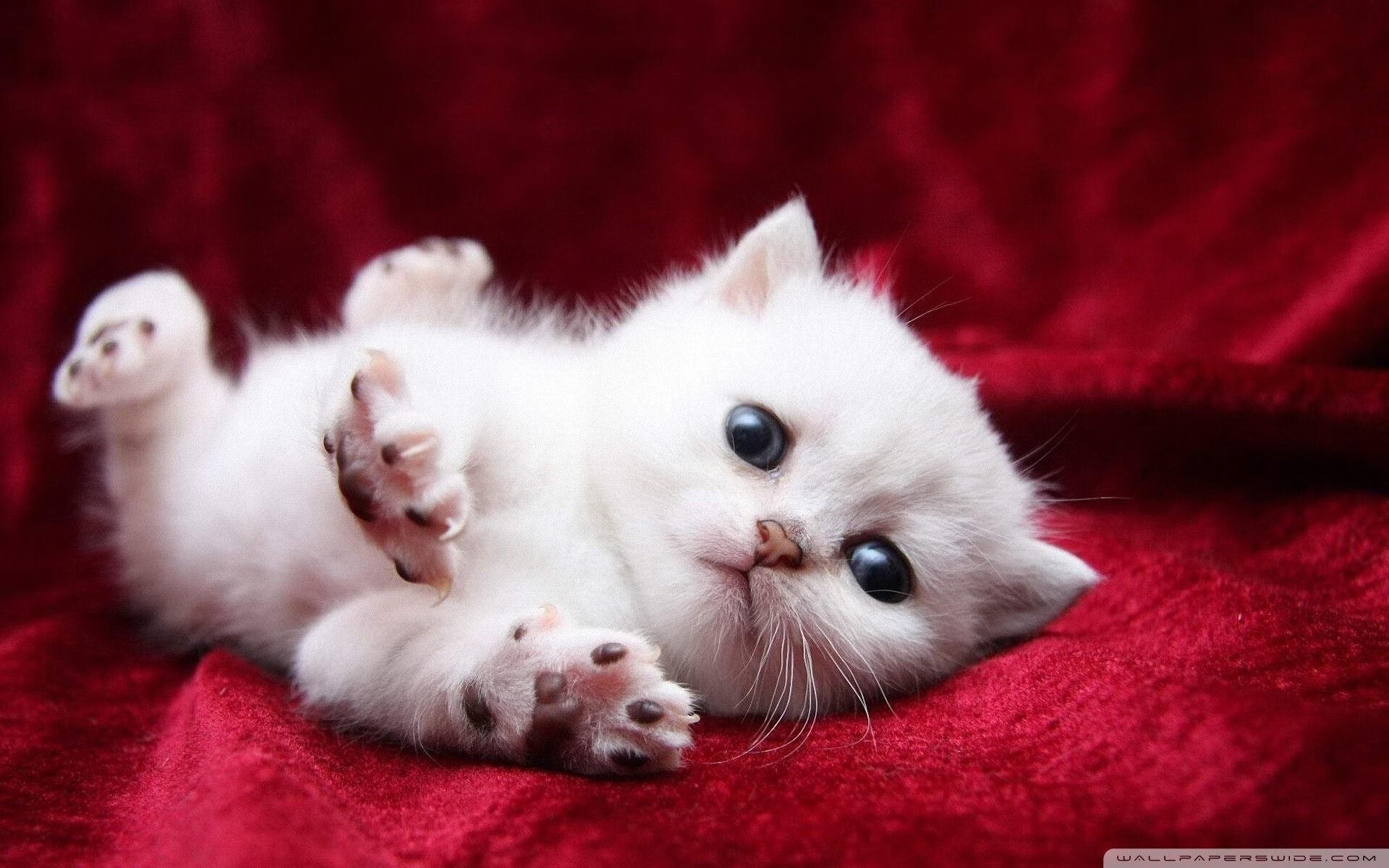 火力压制VS个人英雄主义，西亚卡姆的攻防交响诗