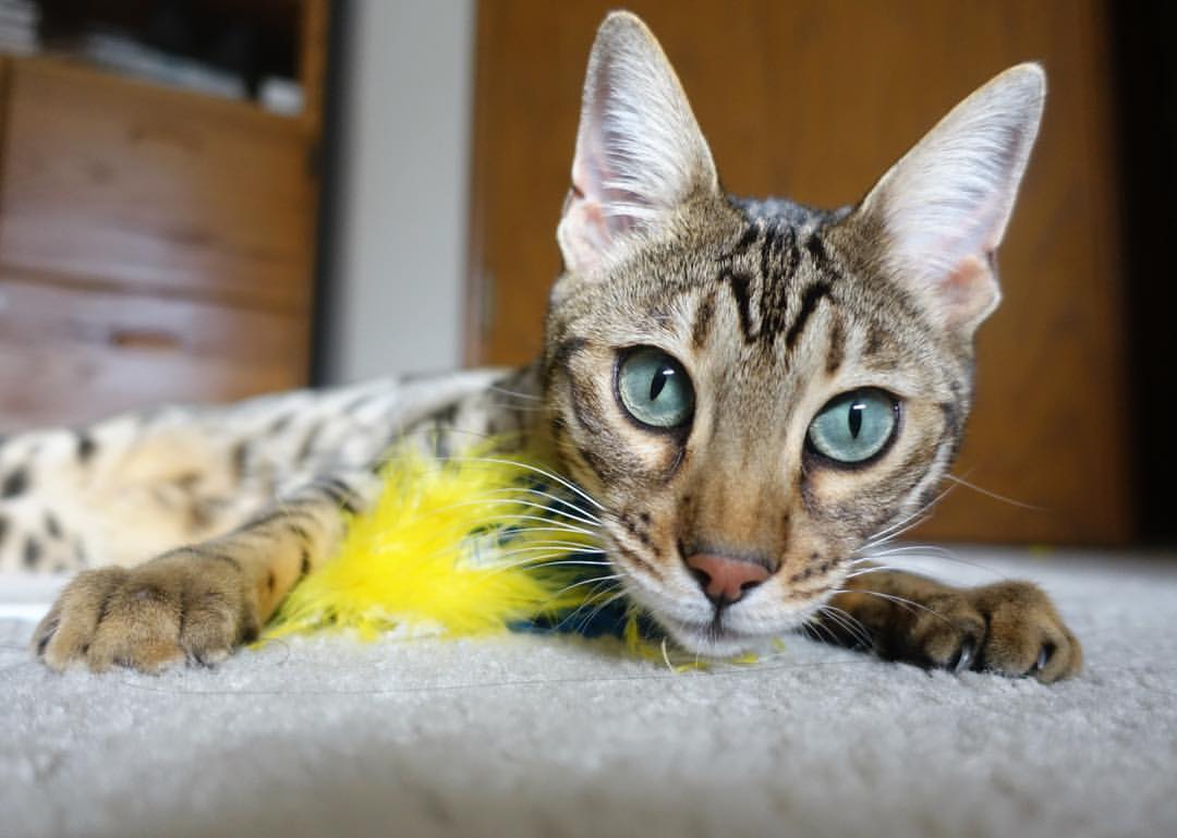 奥亚尔萨瓦尔的唯一性时刻，高光表现助曼联全面压制马德里竞技