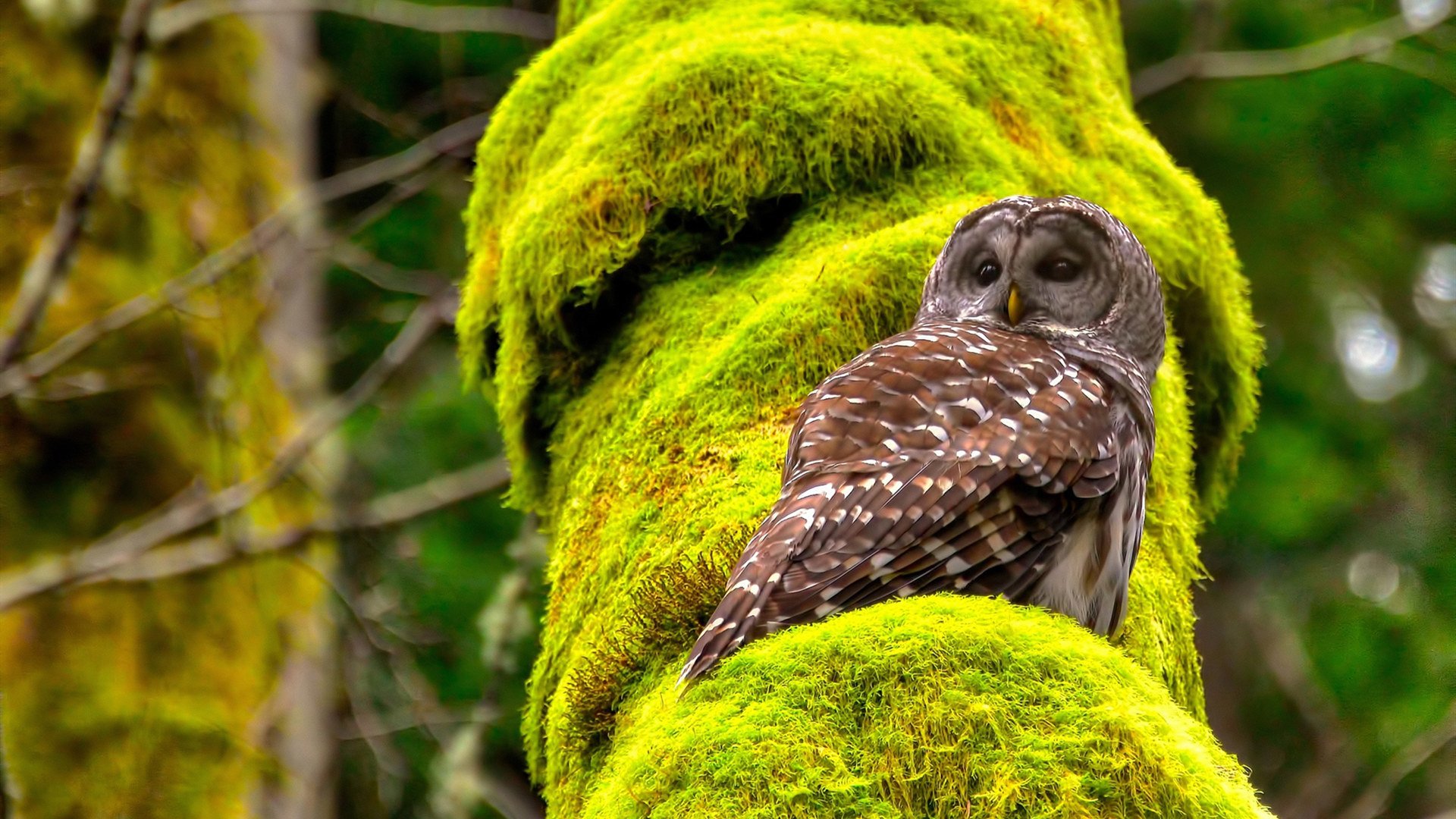 棋局终了，马丁内利一子定乾坤，F1新赛季的揭幕战之夜与那步无法复制的绝杀