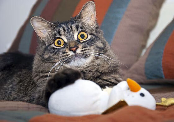 武切维奇式统治力，当雷霆的狂潮遇见掘金的叹息