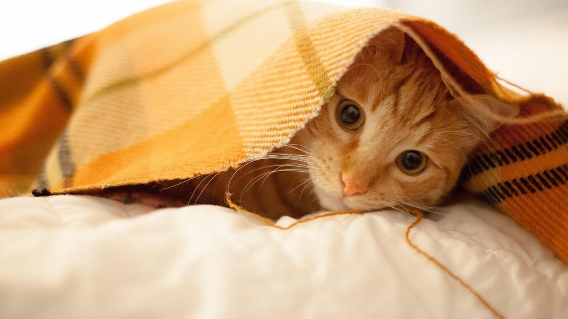 瑞士钟表匠在加时赛的红魔心脏植入芯片，托尼终结者