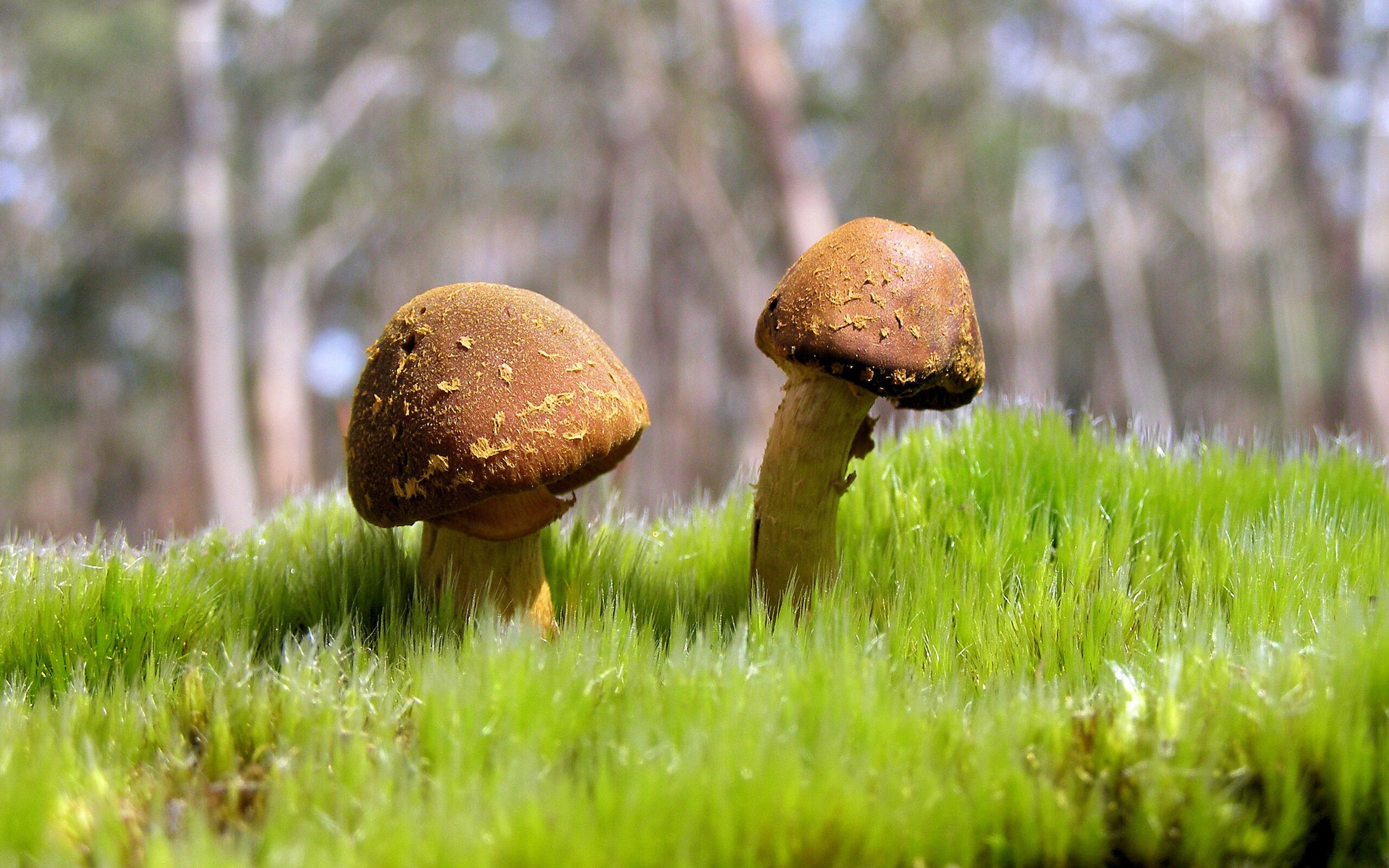 魔术狂胜独行侠后的跨界预演,米切尔如何在美加墨世界杯的舞台上完成双重接管