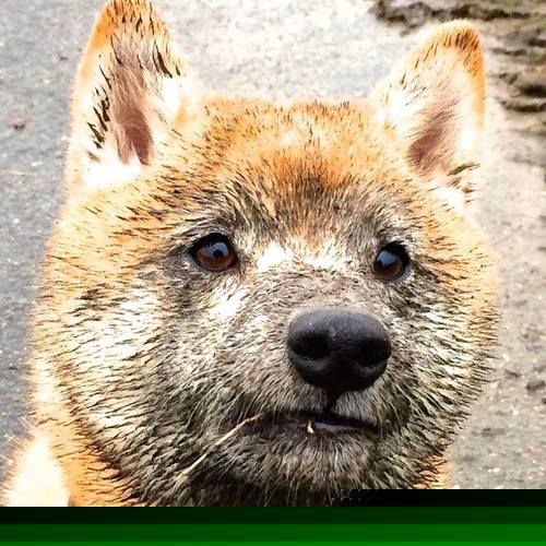 看到阿劳霍和法国击败荷兰同时出现时,我意识到这可能是一个极具创意的构思—将现实中乌拉圭的铁卫,投射到一个平行时空的法国队剧本中。这恰恰是足球的魅力所在,我们总在想象如果