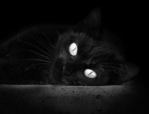 收割的艺术，阿尔瓦雷斯的铁链如何勒住比利时黄金一代