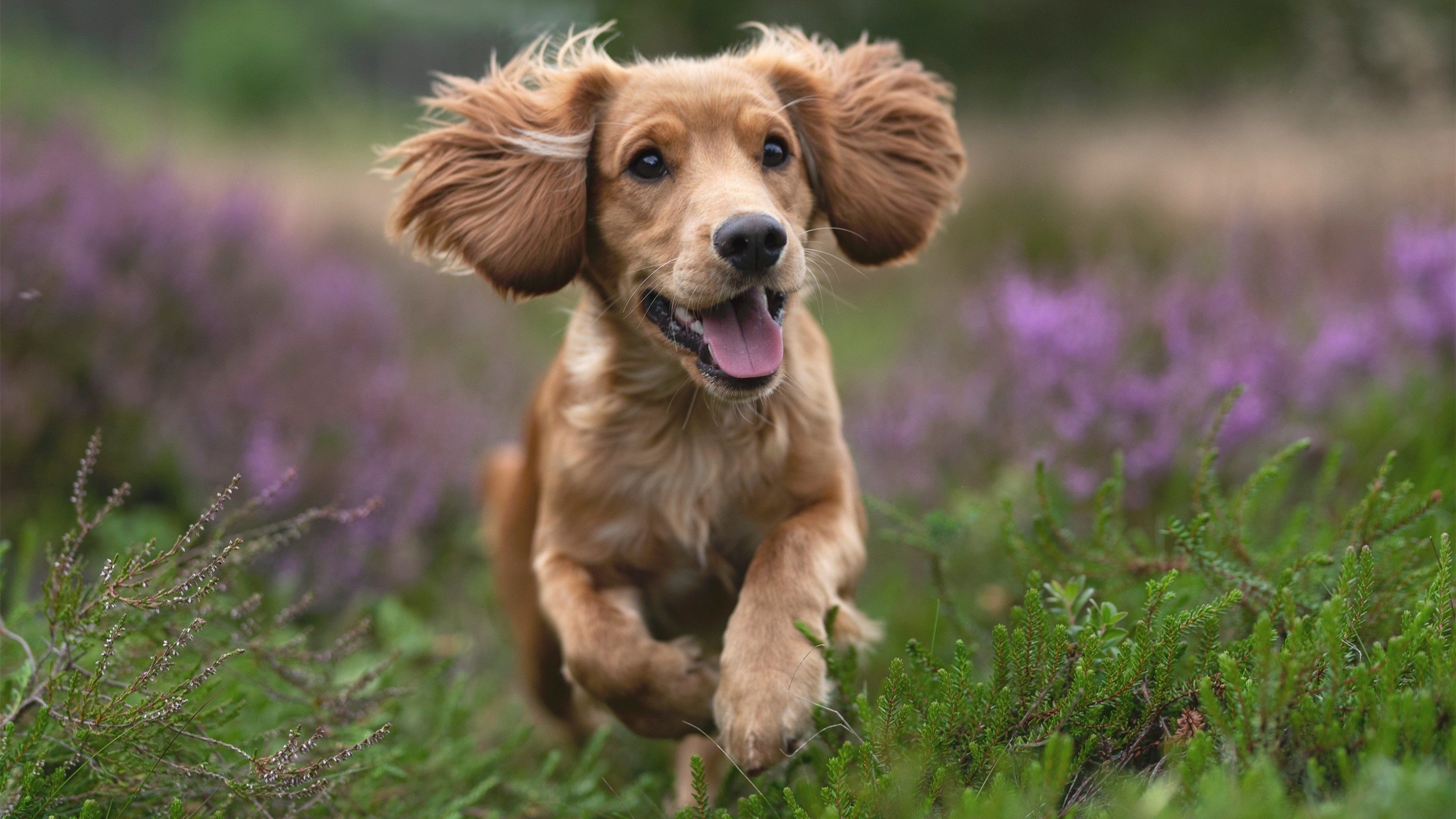 时空交错的传奇，广厦与巴萨的平行胜利