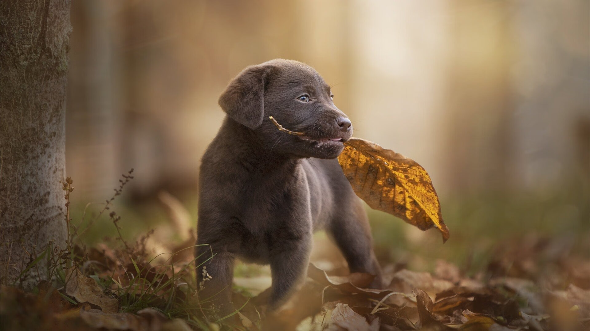 鏖战绿茵，伊萨克一剑封喉，爱尔兰绝境逆转摩纳哥