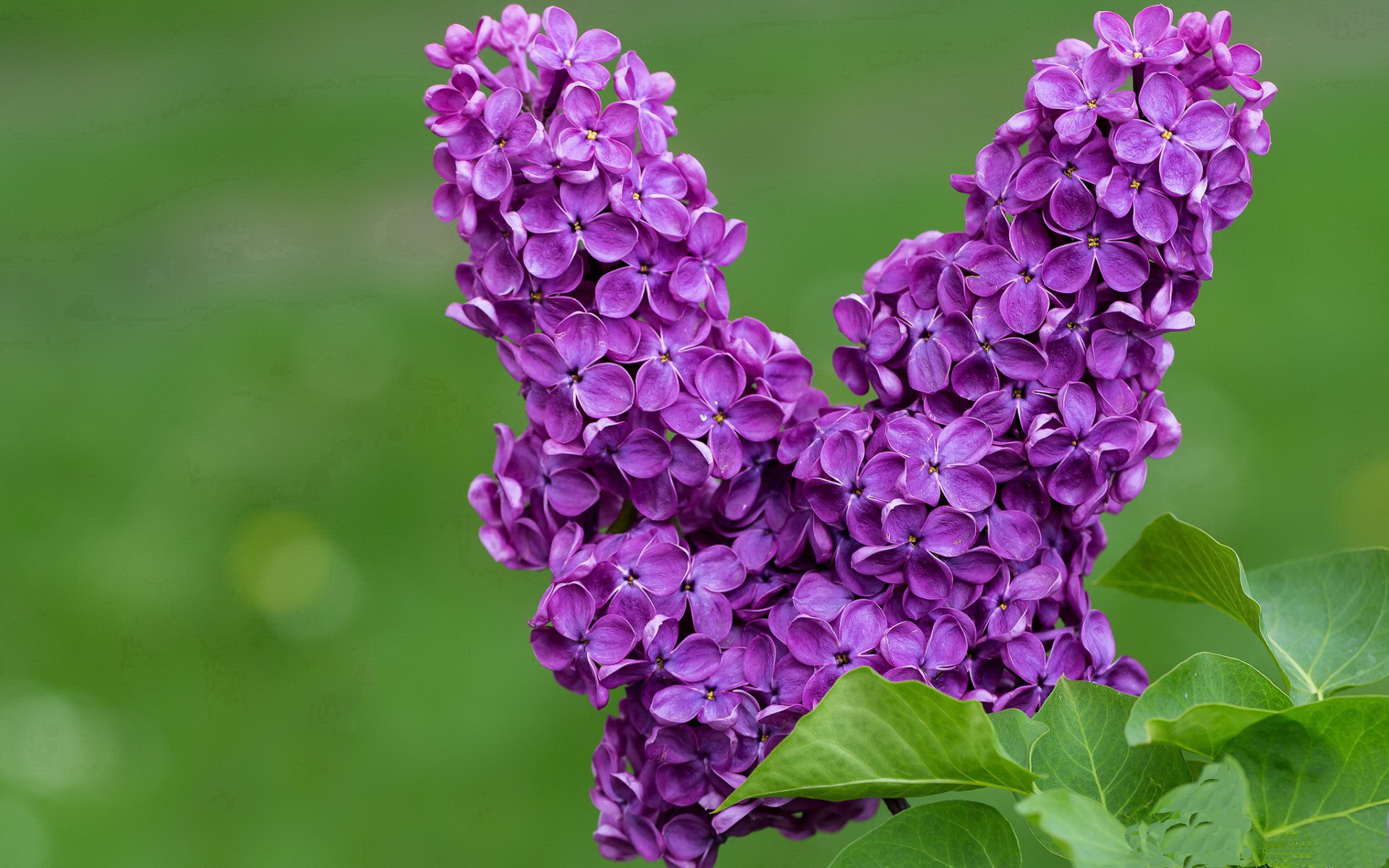 天降猛男帕尔默登陆安菲尔德，究竟是乌拉圭秘密武器还是队内争议引爆器？