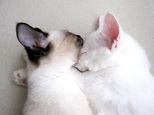 平行战场的双星闪耀，灰熊力克奇才之夜，东契奇持续制造杀伤的错位叙事