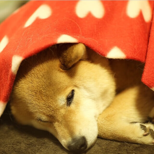 血色圆月下的暗夜猎杀，当莱万身披蓝衣，用最意大利的方式终结比利时